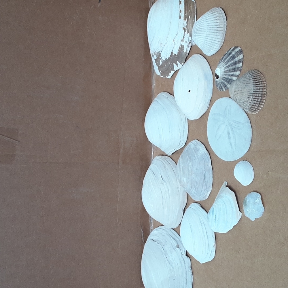 13 Sea Shells 🐚 and a Sanddollar
